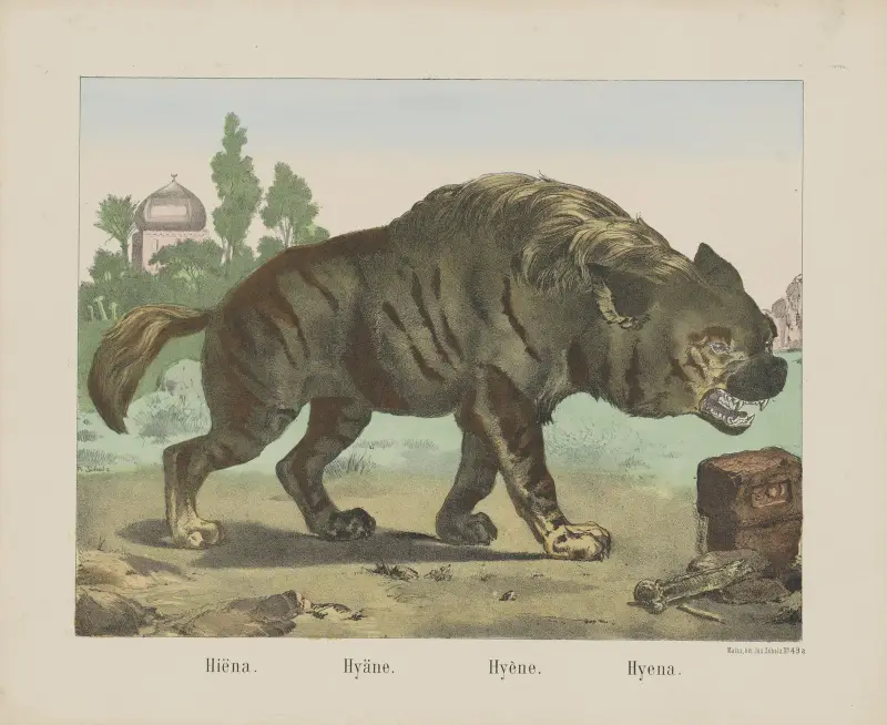 Hyena av Joseph Scholz