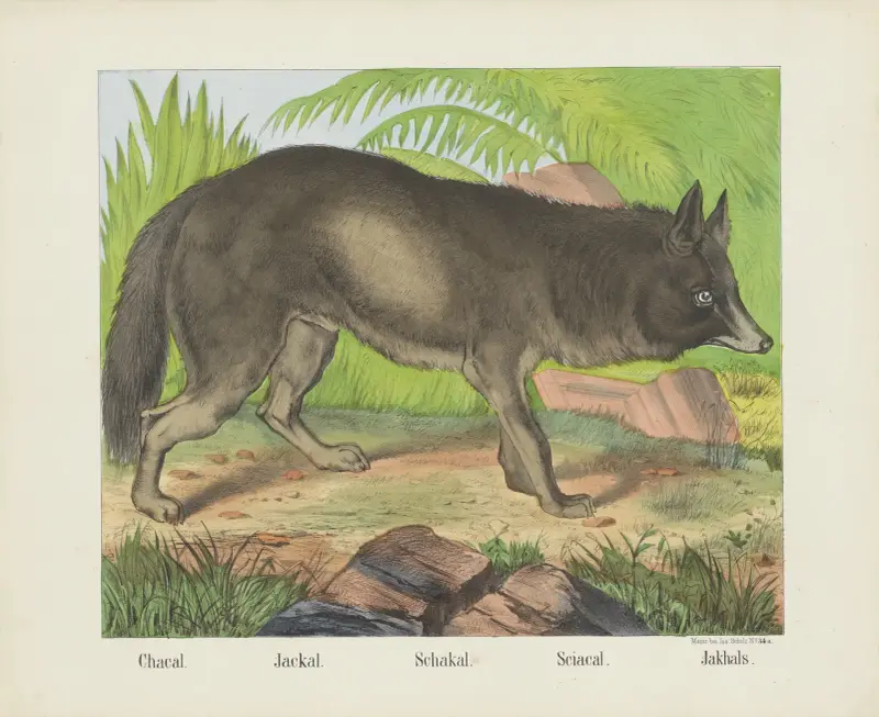 Jackal av Joseph Scholz