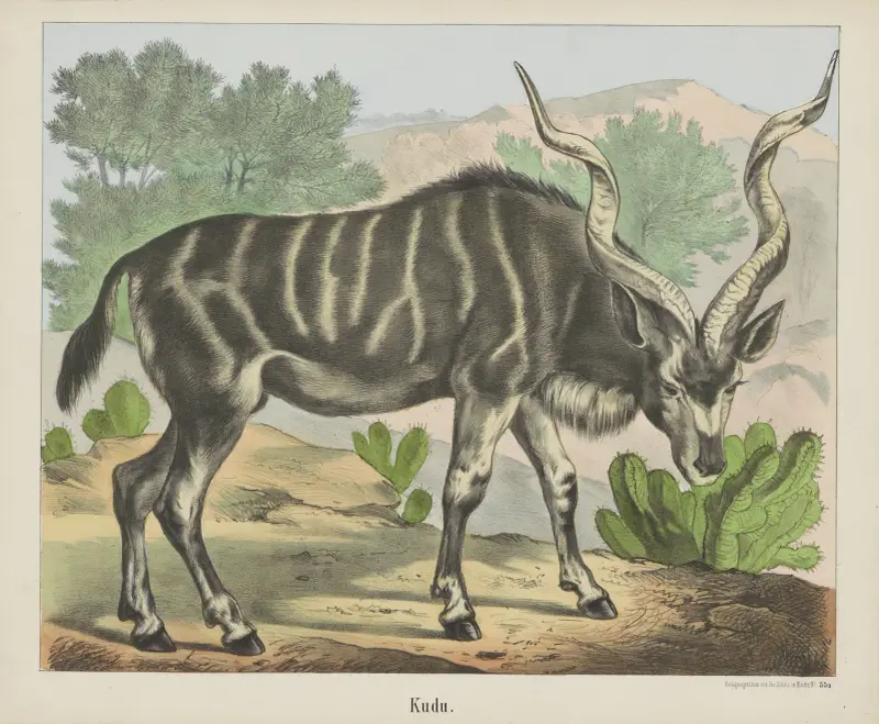 Kudu, Joseph Scholz