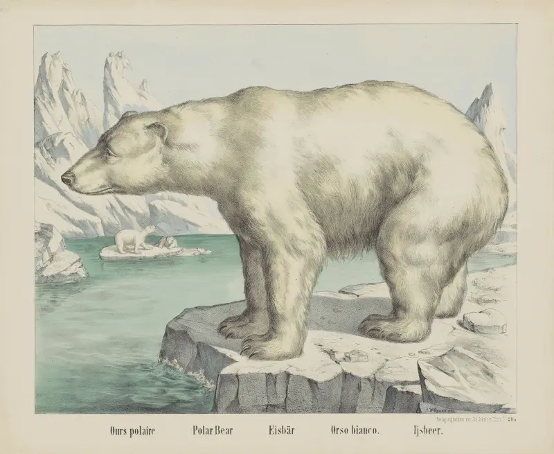 Polar bear av Joseph Scholz