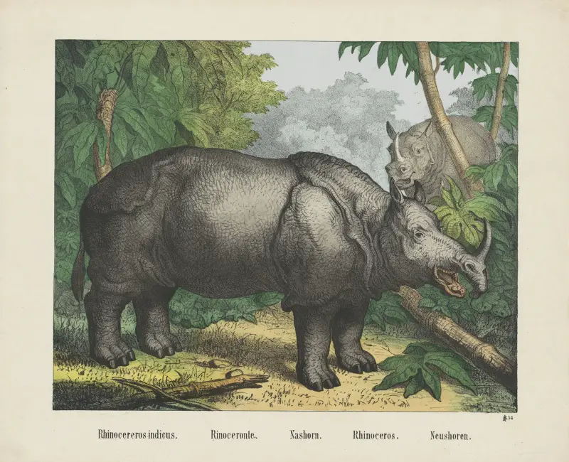 Nashorn von Joseph Scholz