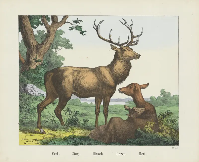 Hirsch von Joseph Scholz