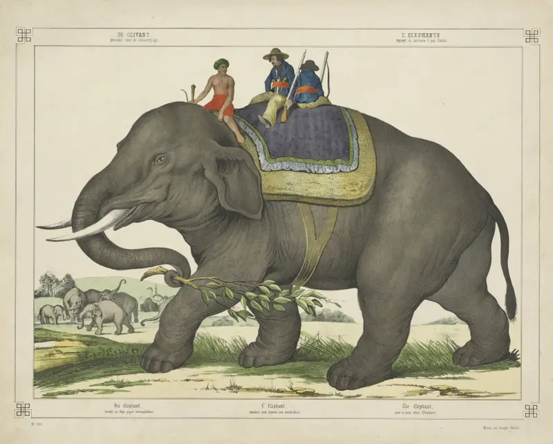 The elephant av Joseph Scholz