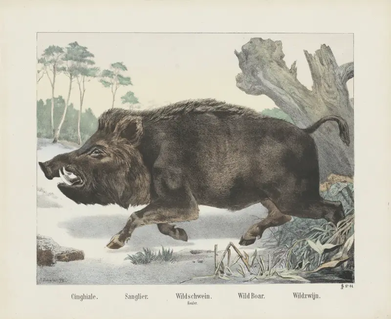 Wildschwein von Joseph Scholz