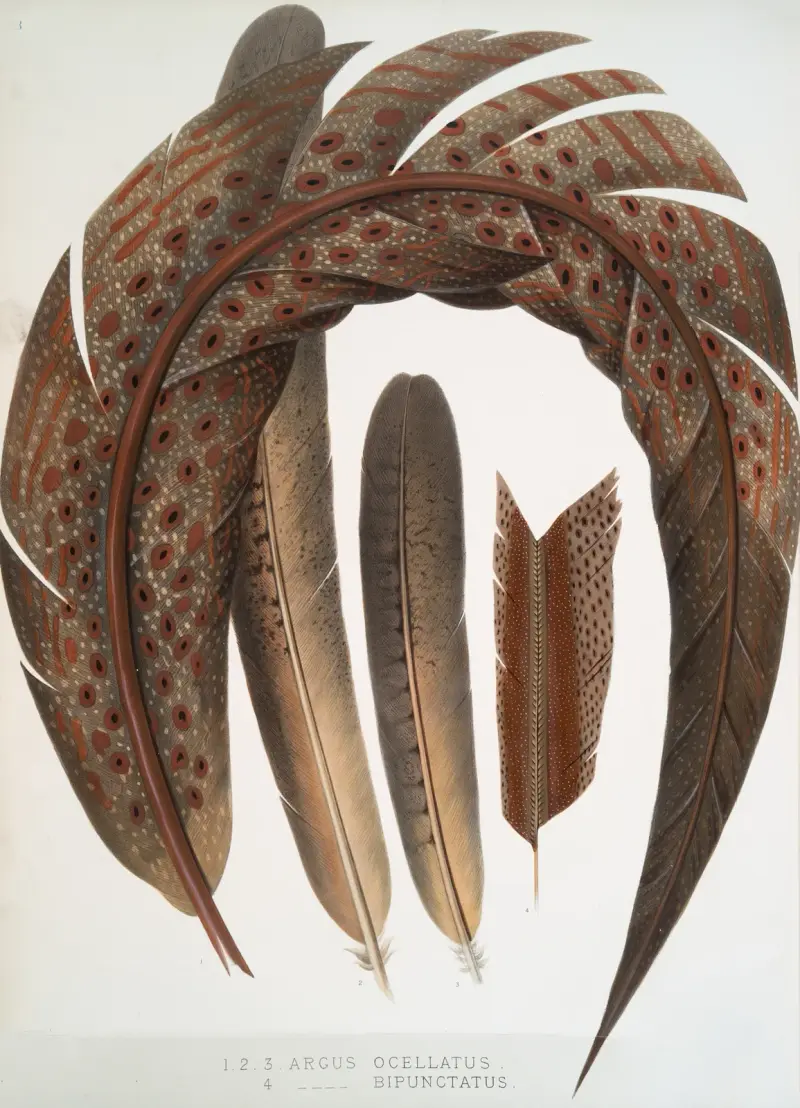 1-3. Argus ocellatus; 4. Argus bipunctatus. av Joseph Smit