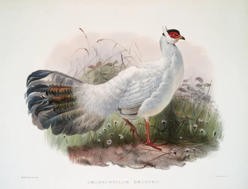 Crossoptilon Drouynii. av Joseph Smit