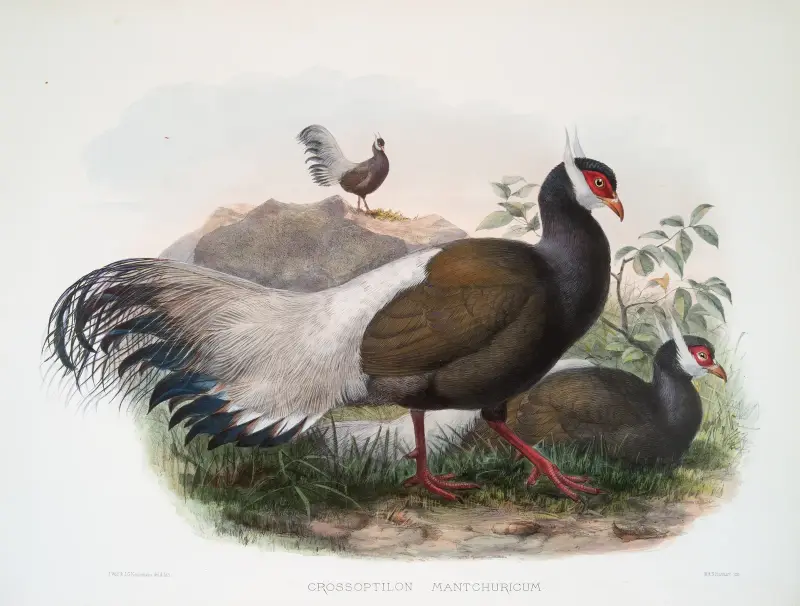 Crossoptilon mantchuricum, Joseph Smit