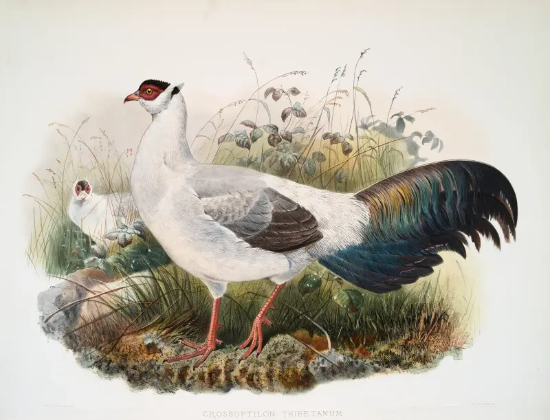 Crossoptilon thibetanum von Joseph Smit