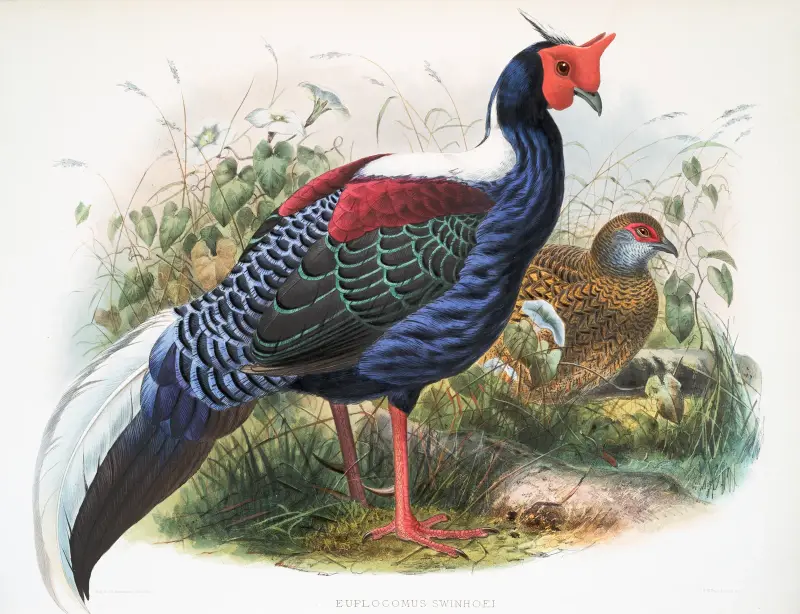 Euplocomus Swinhoei. av Joseph Smit