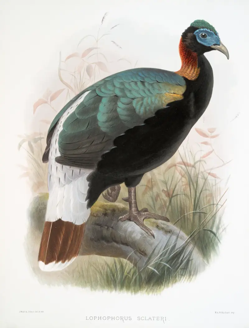 Lophophorus Sclateri. av Joseph Smit
