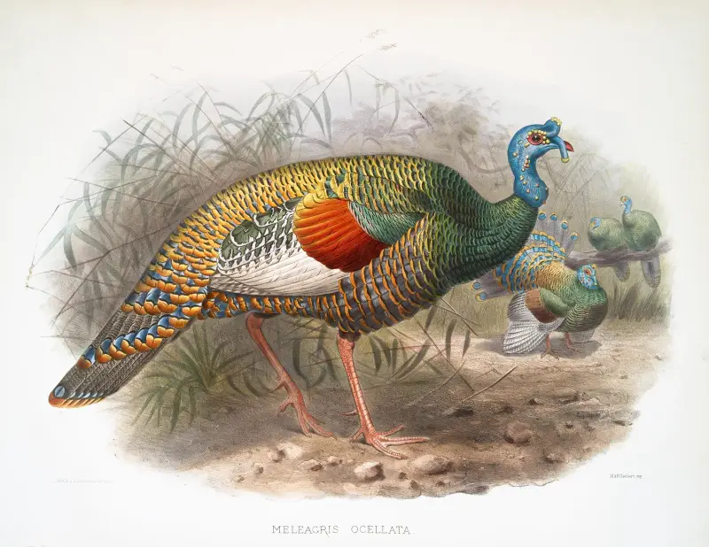 Melaeacris Ocellata von Joseph Smit