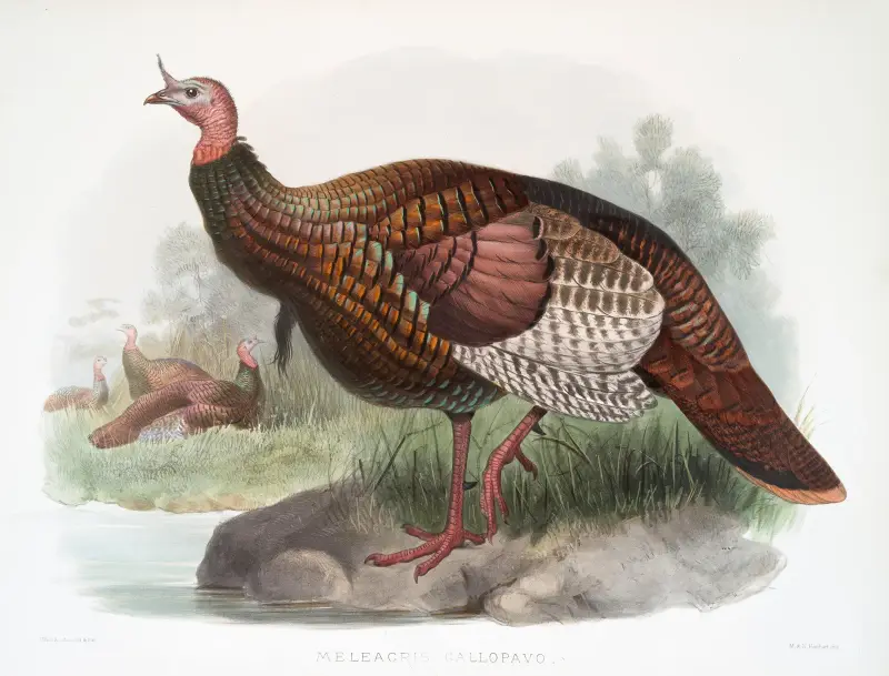 Meleagris gallopavo von Joseph Smit