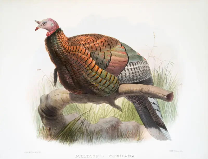 Meleagris mexicana. av Joseph Smit