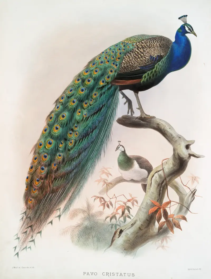 Pavo cristatus. von Joseph Smit
