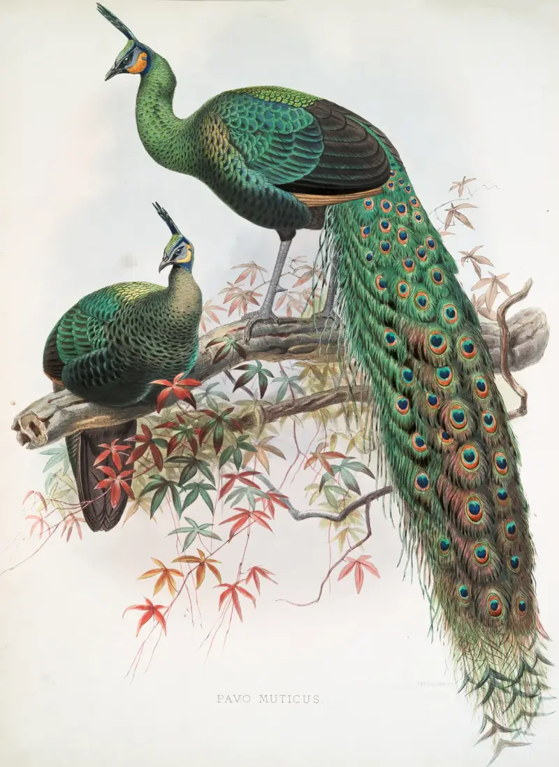 Pavo muticus. av Joseph Smit