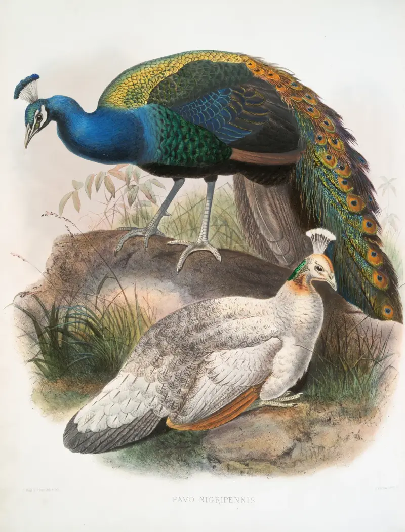 Pavo nigripennis von Joseph Smit