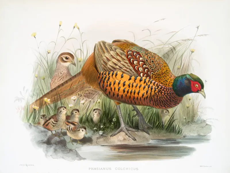 Fasan (Phasianus colchicus), Joseph Smit