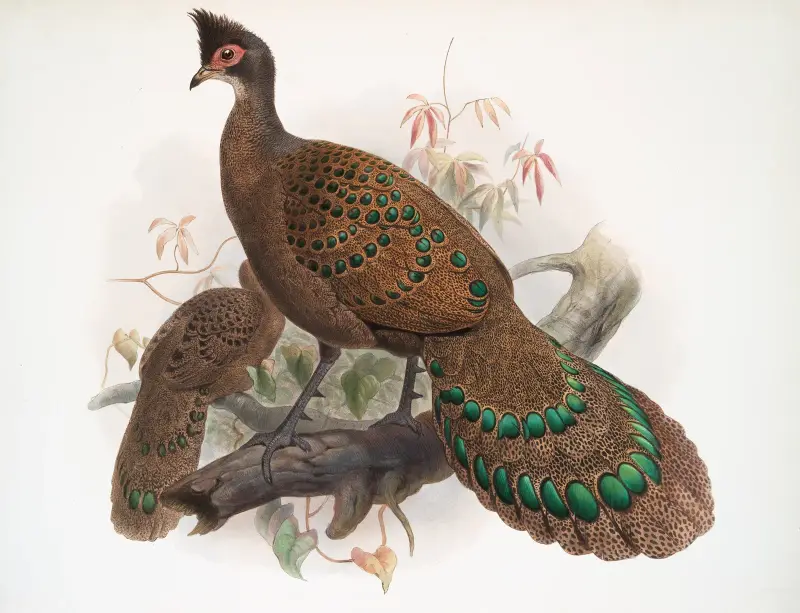 Polyplectron bicalcaratum von Joseph Smit