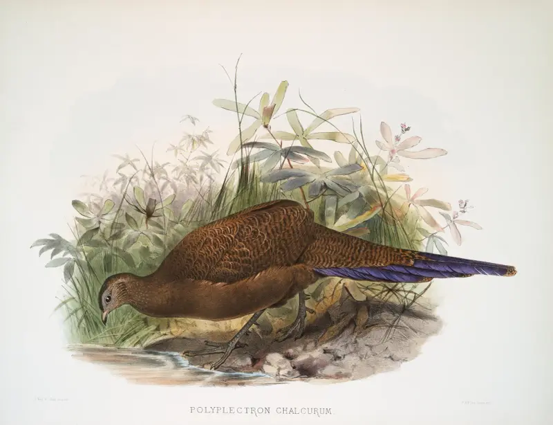 Polyplectron chalcurum von Joseph Smit