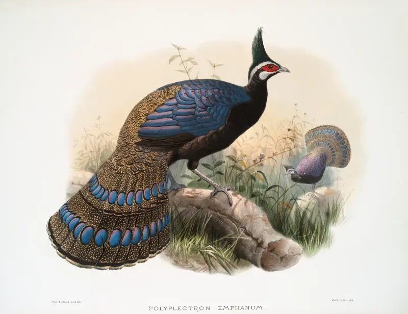 Polyplectron emphanum. av Joseph Smit