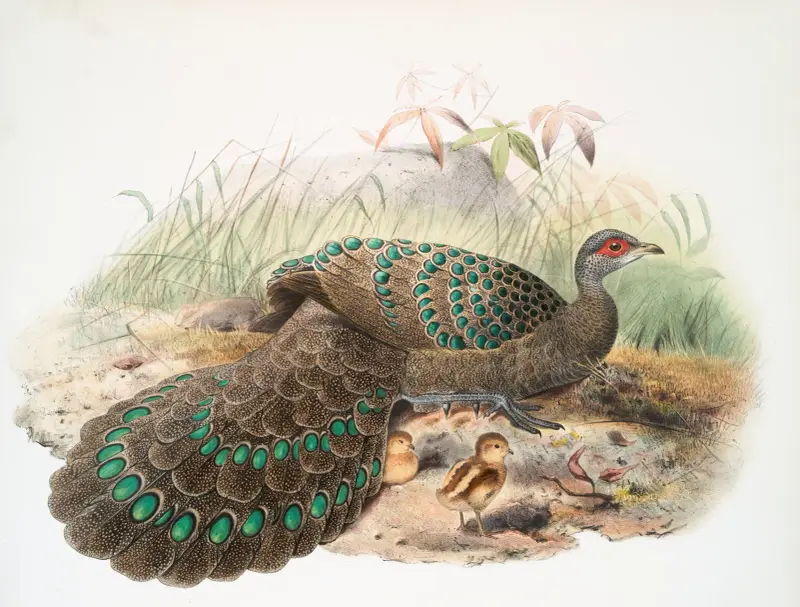 Polyplectron Germaini von Joseph Smit