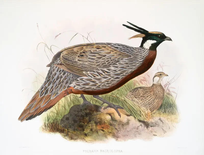 Purcasia macrolopha. av Joseph Smit