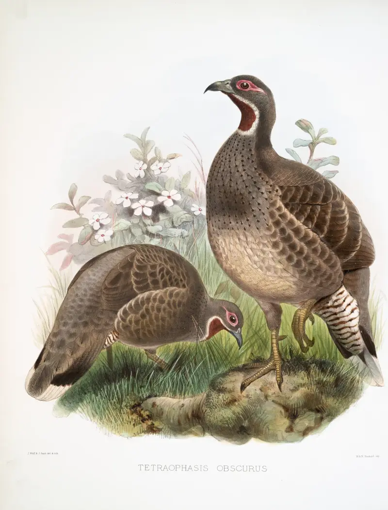 Tetraophasis obscurus von Joseph Smit