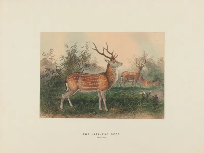 The Japanese Deer av Joseph Wolf