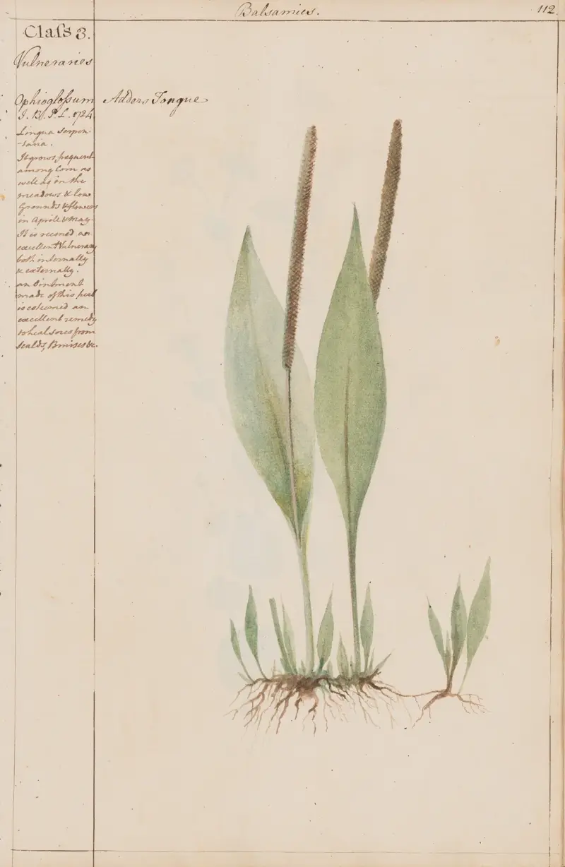 Ormtunga von Joshua Webster