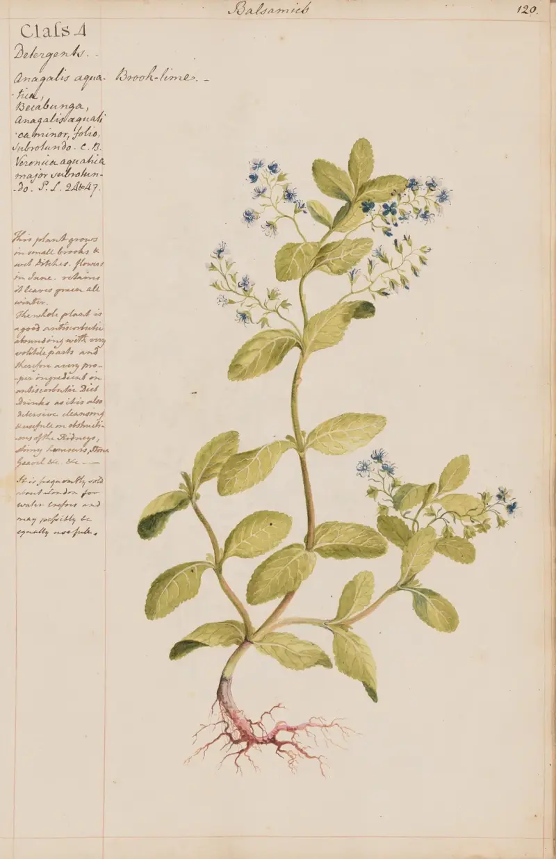 Brook-lime von Joshua Webster