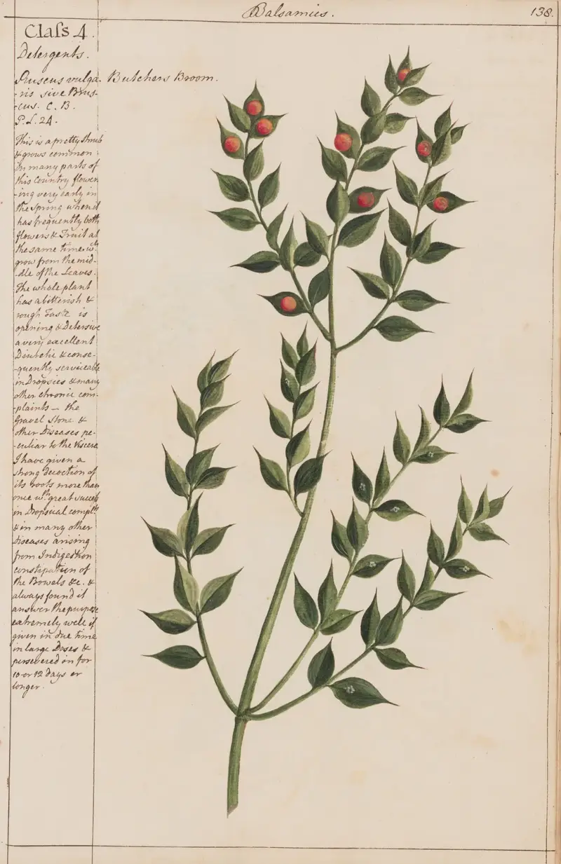 Butcher's Broom von Joshua Webster