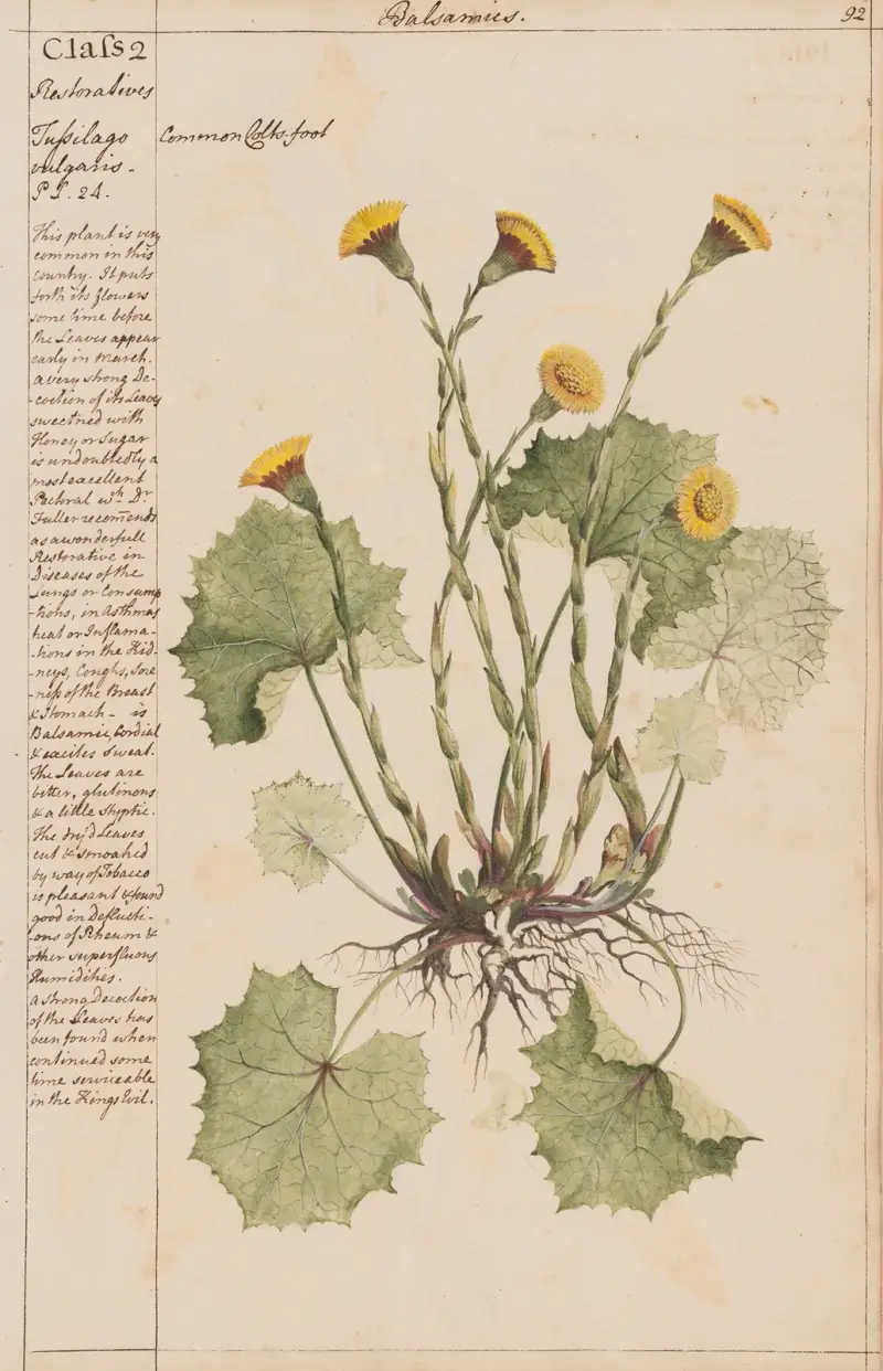 Echter Huflattich von Joshua Webster