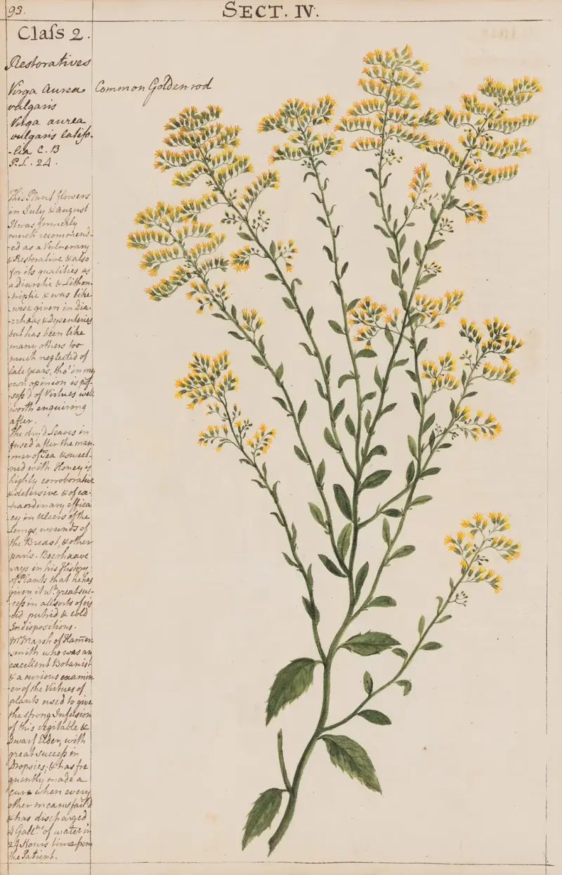Gewöhnliche Goldrute von Joshua Webster