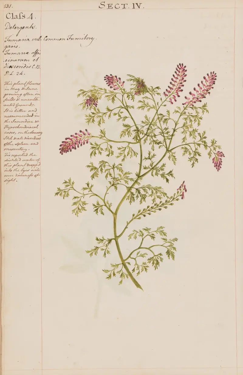 Echter Erdrauch von Joshua Webster