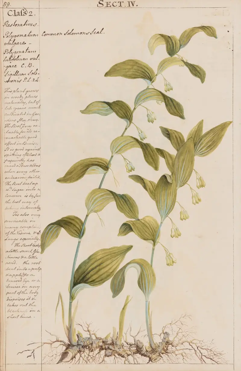 Echte Salomonssiegel von Joshua Webster