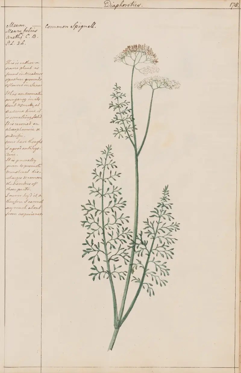 Gemeiner Spignell von Joshua Webster