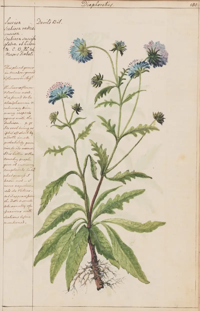 Teufelsabbiss von Joshua Webster