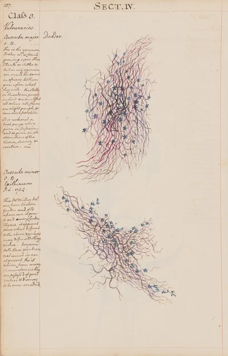 Nesselschmarotzer von Joshua Webster