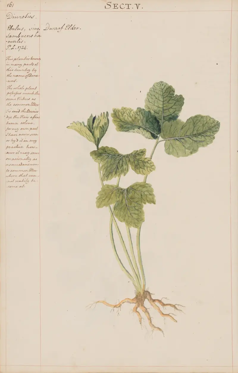 Zwergholunder von Joshua Webster