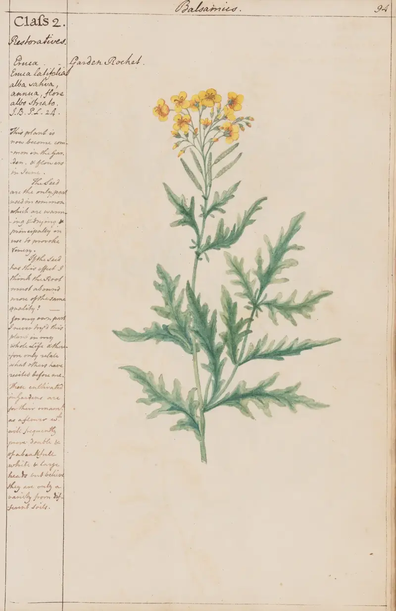 Garten-Rauke von Joshua Webster
