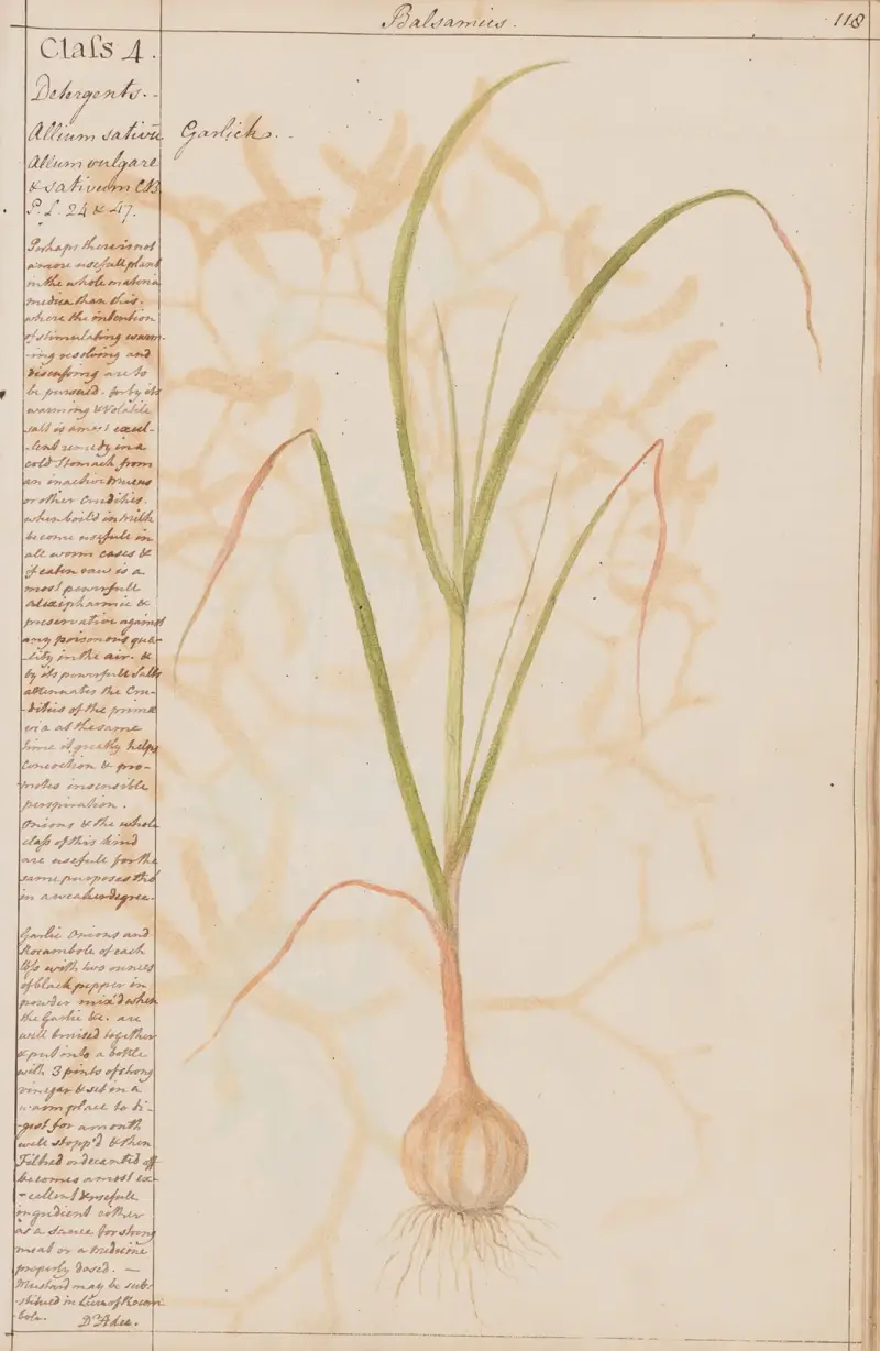 Knoblauch von Joshua Webster