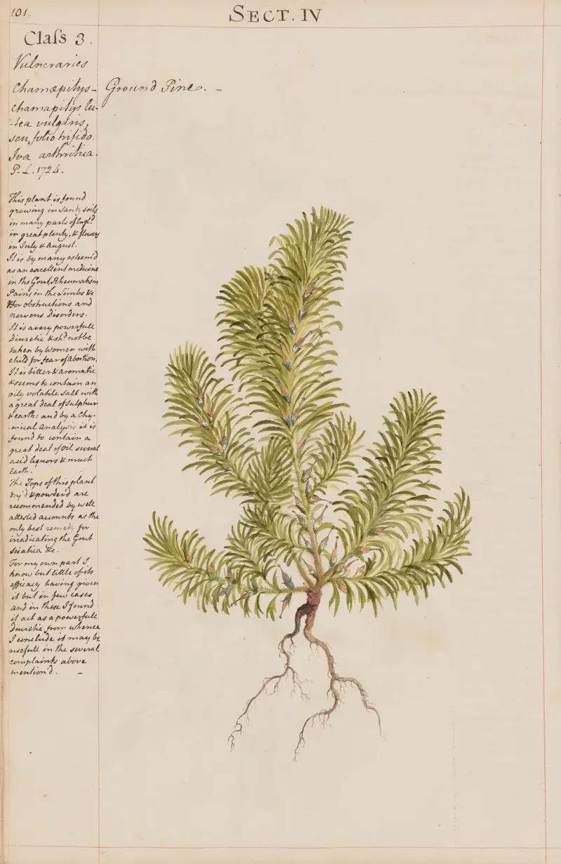 Teufelsklaue von Joshua Webster