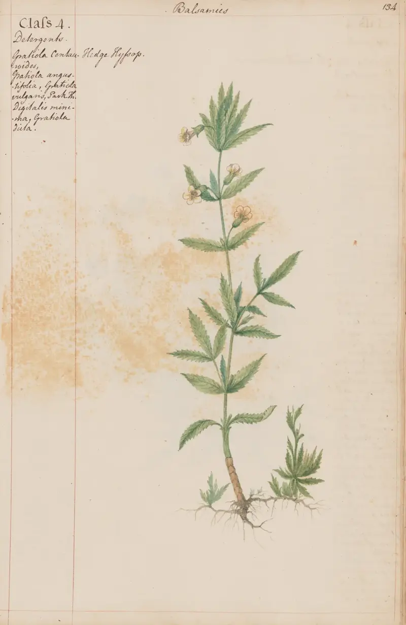 Häckhyssop, Joshua Webster