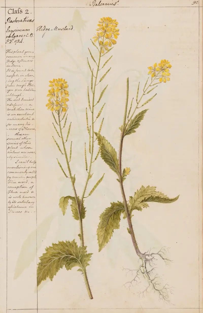 Hedge Mustard von Joshua Webster