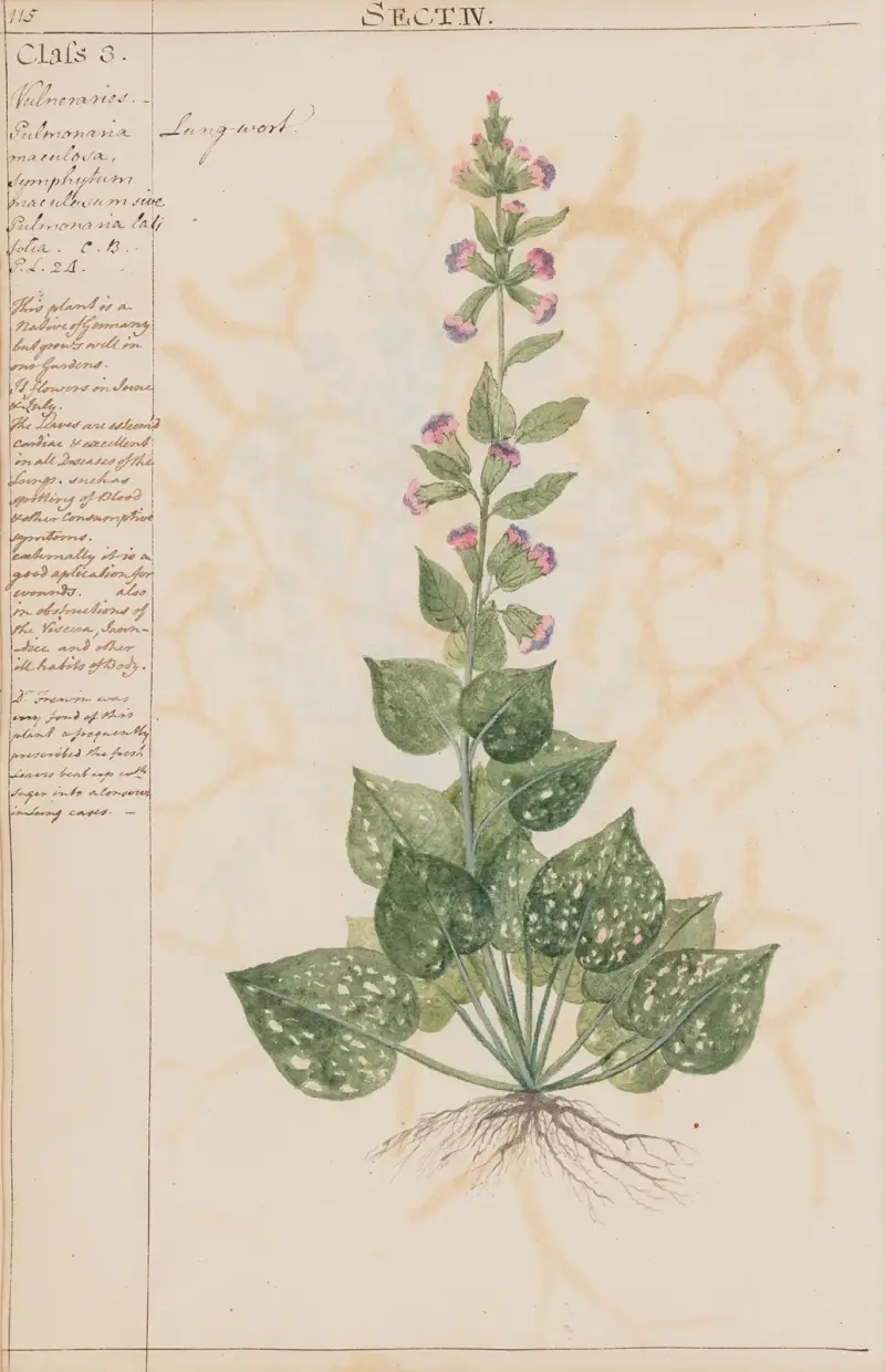 Lungenkraut von Joshua Webster