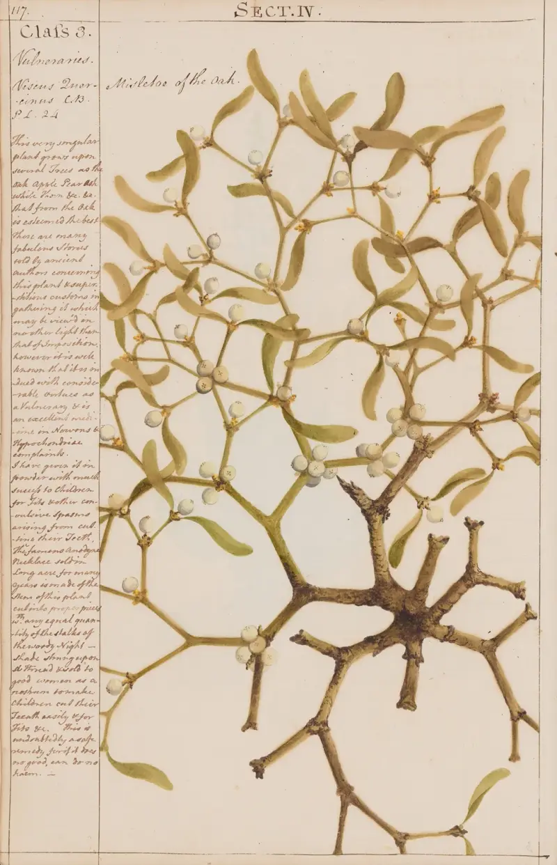Mistletoe of the Oak av Joshua Webster