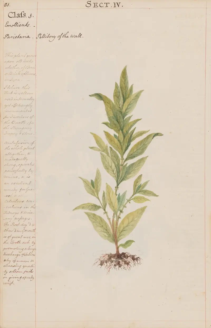 Pellitory of the Wall von Joshua Webster