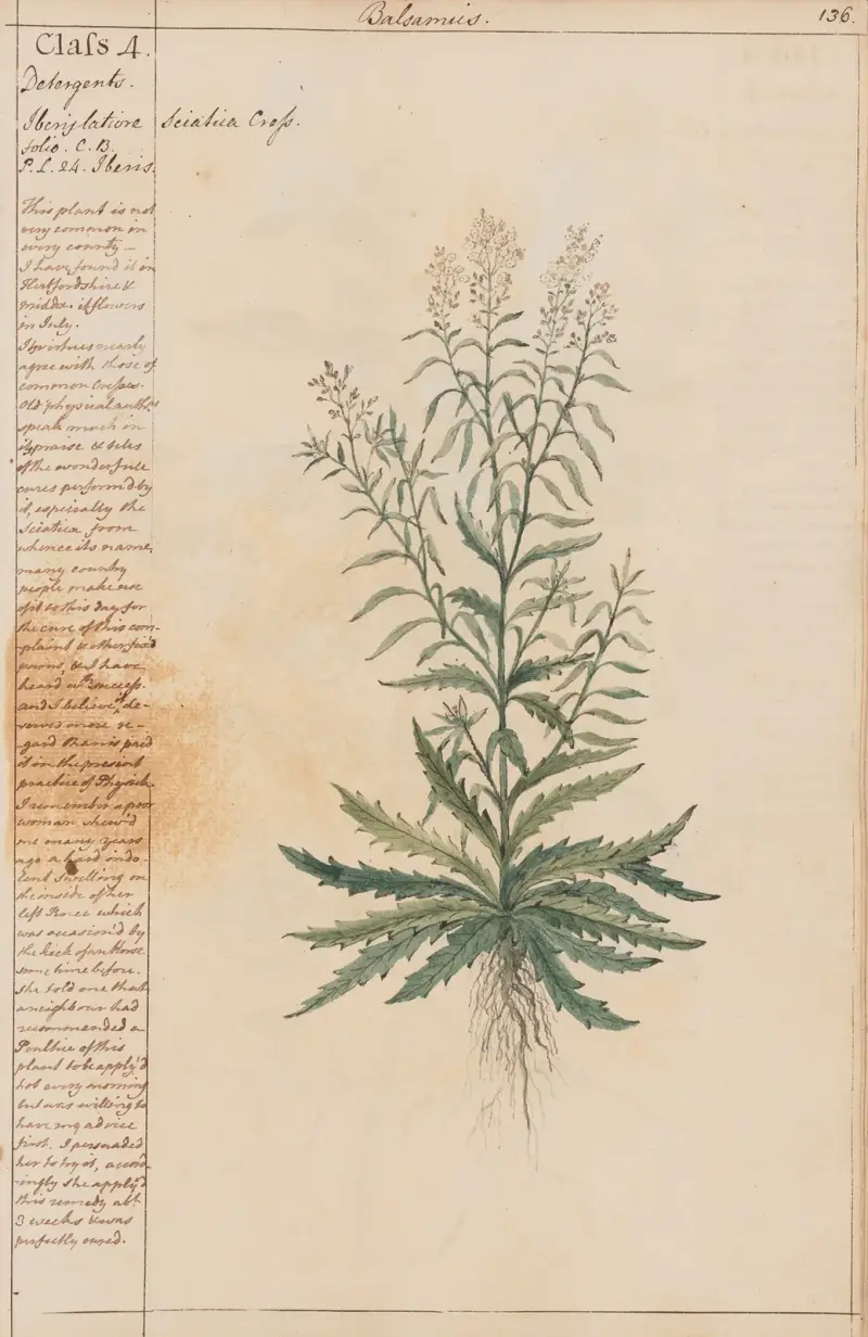 Sciatica Cress, Joshua Webster