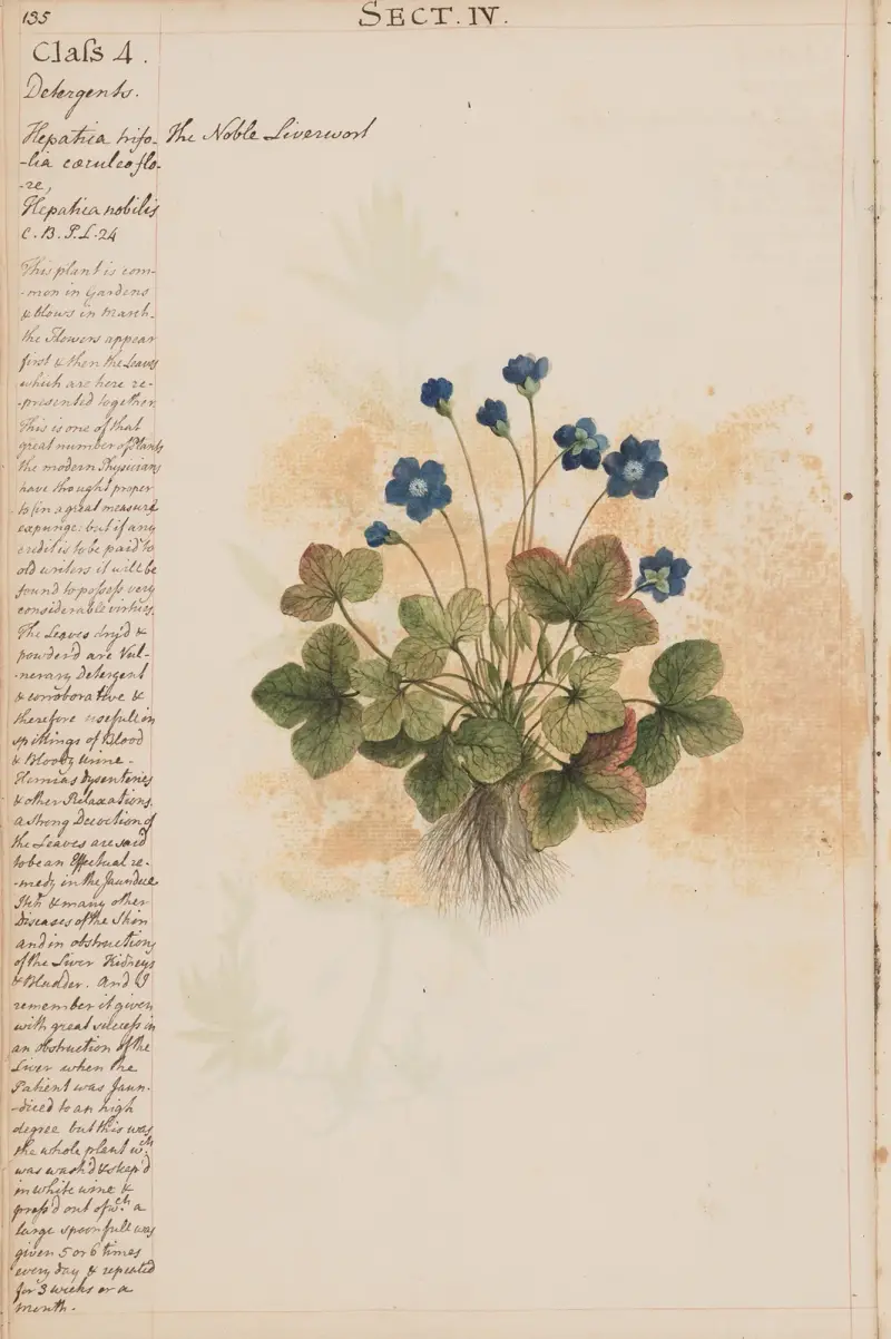 Das edle Leberblümchen von Joshua Webster