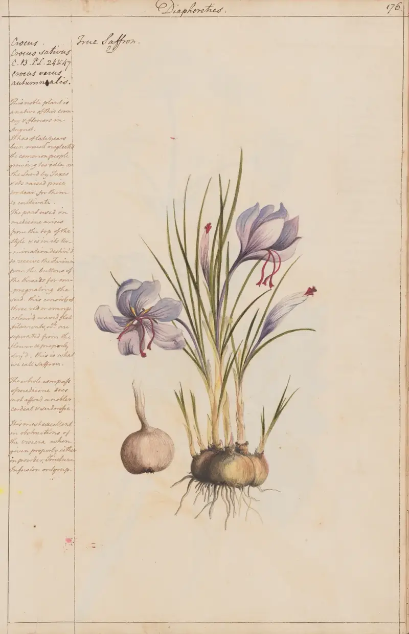 Echter Safran von Joshua Webster